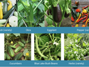 Vegetable grid labeled: Squash; Okra; Eggplant; Pepper; Cucumbers; Blue Lake Beans; Herbs