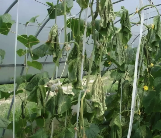 Cucumber plants with wilting leaves.