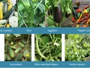 Vegetable grid labeled: Squash; Okra; Eggplant; Pepper; Cucumbers; Blue Lake Beans; Herbs