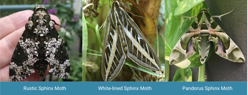 Large moths, listed as Rustic Sphinx Moth, WHite-lined Sphinx Moth and Pandorus Sphinx Moth.