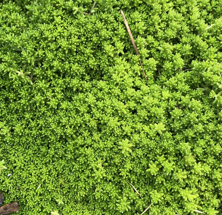 Dense bright green groundcover of small rosette plants forming a tight mat
