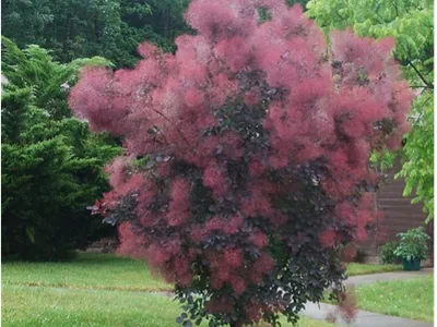 Smoke Bush