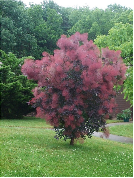 Smoke Bush