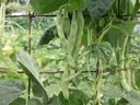 Snap pole beans on vertical support.