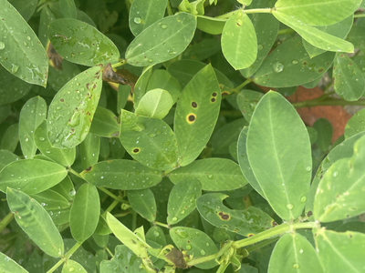 Holes in peanut leaves surrounded by a yellow band.