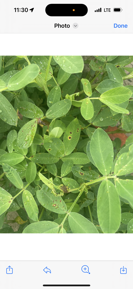 Holes in peanut leaves surrounded by a yellow band.