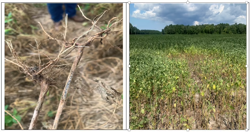 Stem Canker on Soybeans