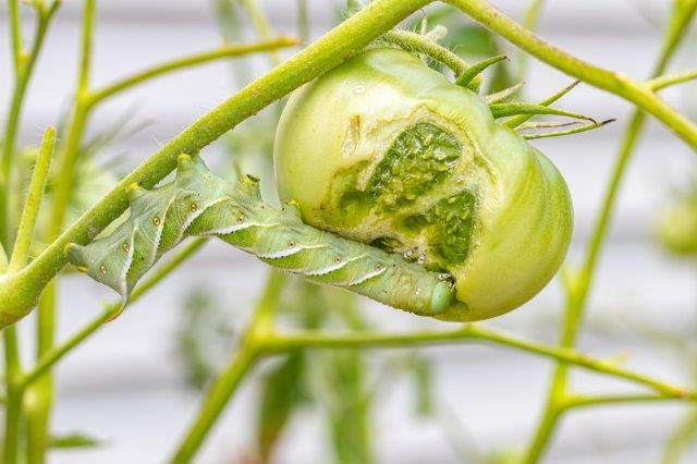 Hornworm eating a green tomato.