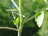 Tomatoes