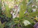 Native flowering blueberry shrub on the trail.