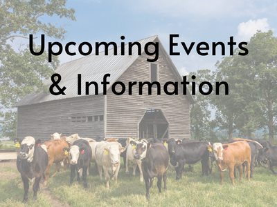 Herd of cattle in front of a wooden barn with text "Upcoming Events & Information"