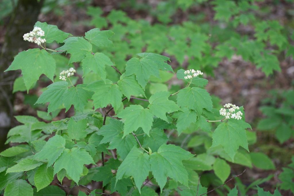 Green shrub with maple-like lobed leaves and small white flower clusters in forest understory