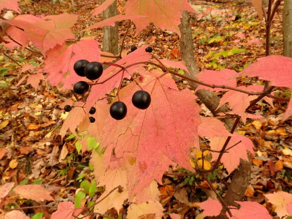 Cluster of shiny black berries on a branch with pink-red autumn leaves in woodland