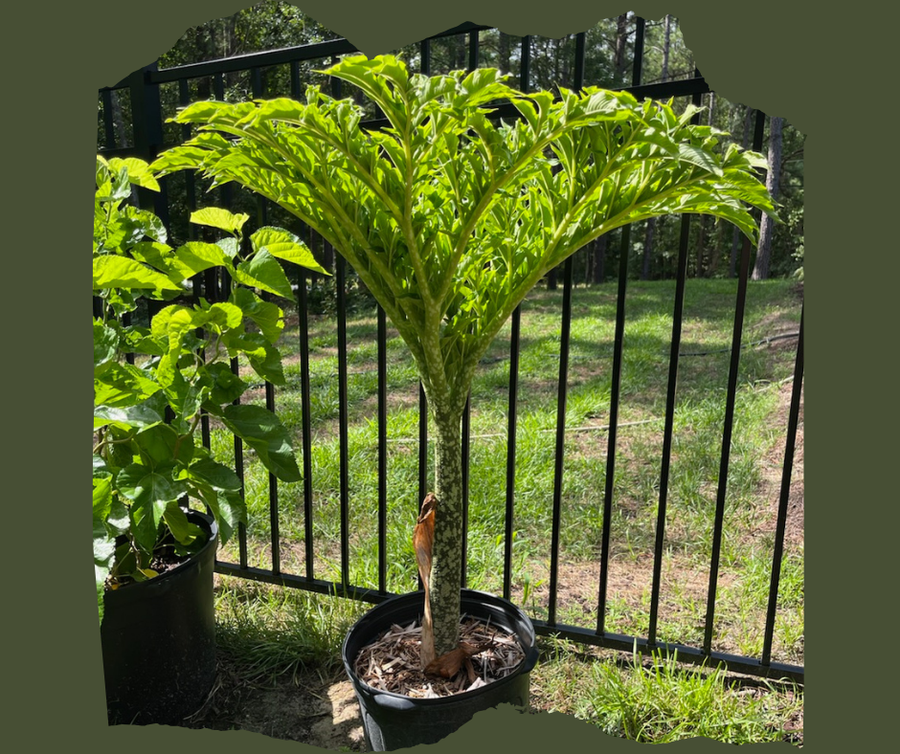 plant urinal PRANK-O FUNNY JOKE PRANK GAG GIFT GIFT BOX 8"x6"x2"