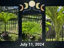 Three-panel photos of a potted tree with mottled trunk and umbrella-like leaves; "July 11, 2024"