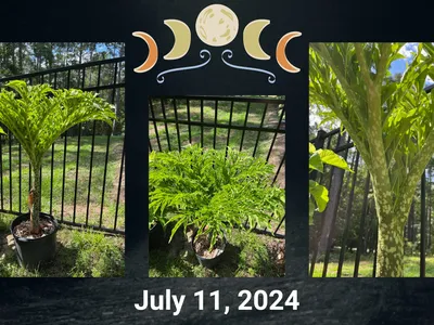 Three-panel photos of a potted tree with mottled trunk and umbrella-like leaves; "July 11, 2024"