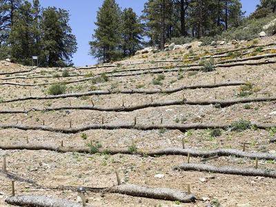 hill with wattles to slow down water