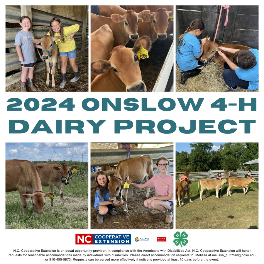 2024 Onslow Diary Project with images of previous year participants & cows!