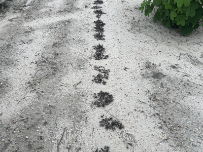Small dead peanut plants showing zinc damage.