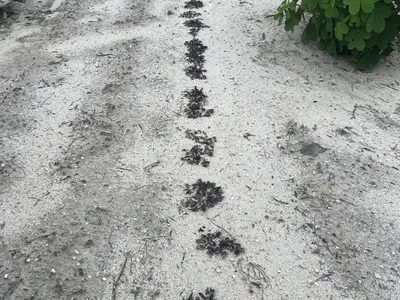 Small dead peanut plants showing zinc damage.