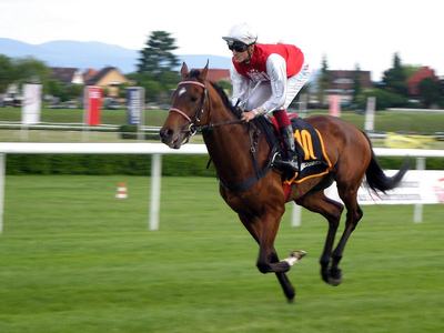 brown racehorse-and rider-Image by dreamtemp from Pixabay