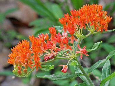 red flower on green stem