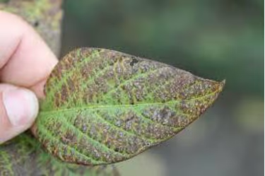 Cercospora