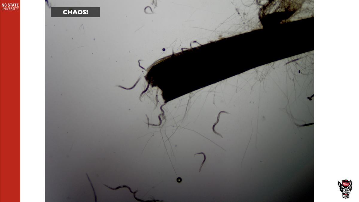 Hair or fiber under microscope with small curved particles; text "CHAOS!" and "NC STATE UNIVERSITY"