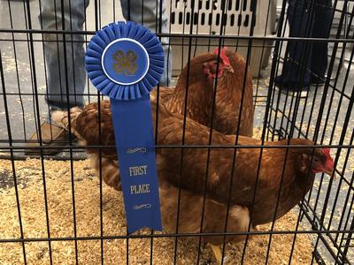 poultry and rabbit show