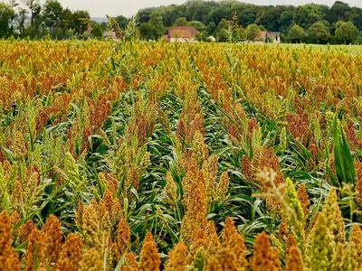 field of sorgum