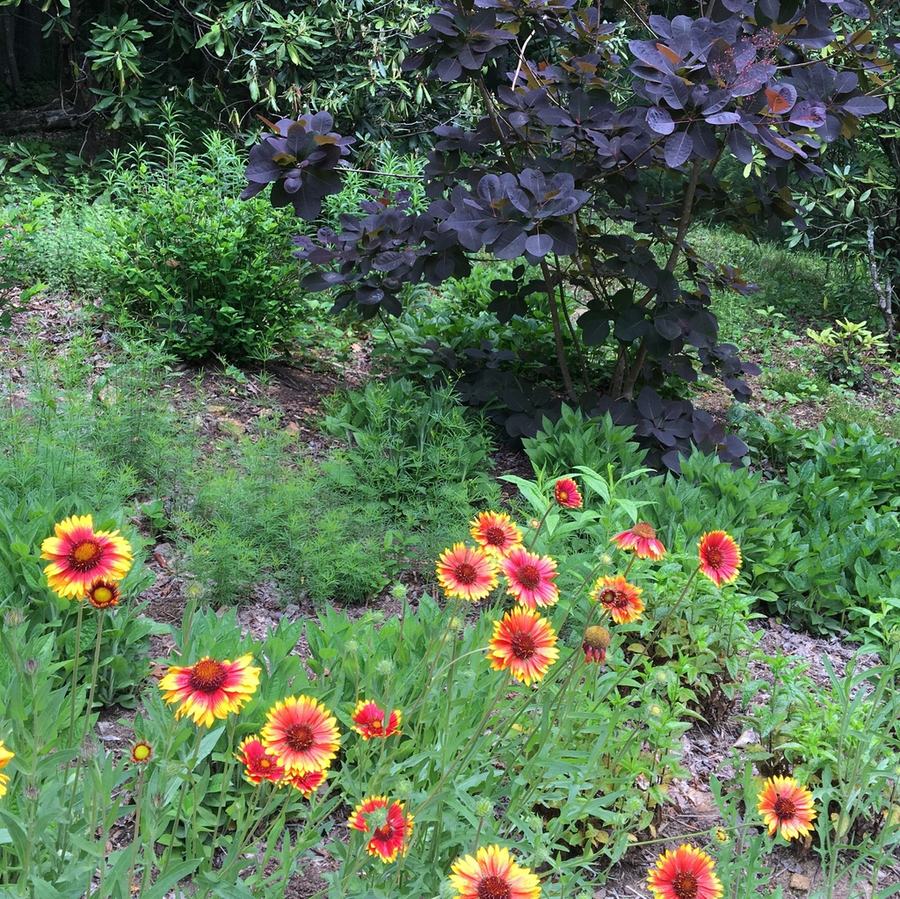 Yellow-and-red blanketflowers in front of a purple smoke bush and green undergrowth