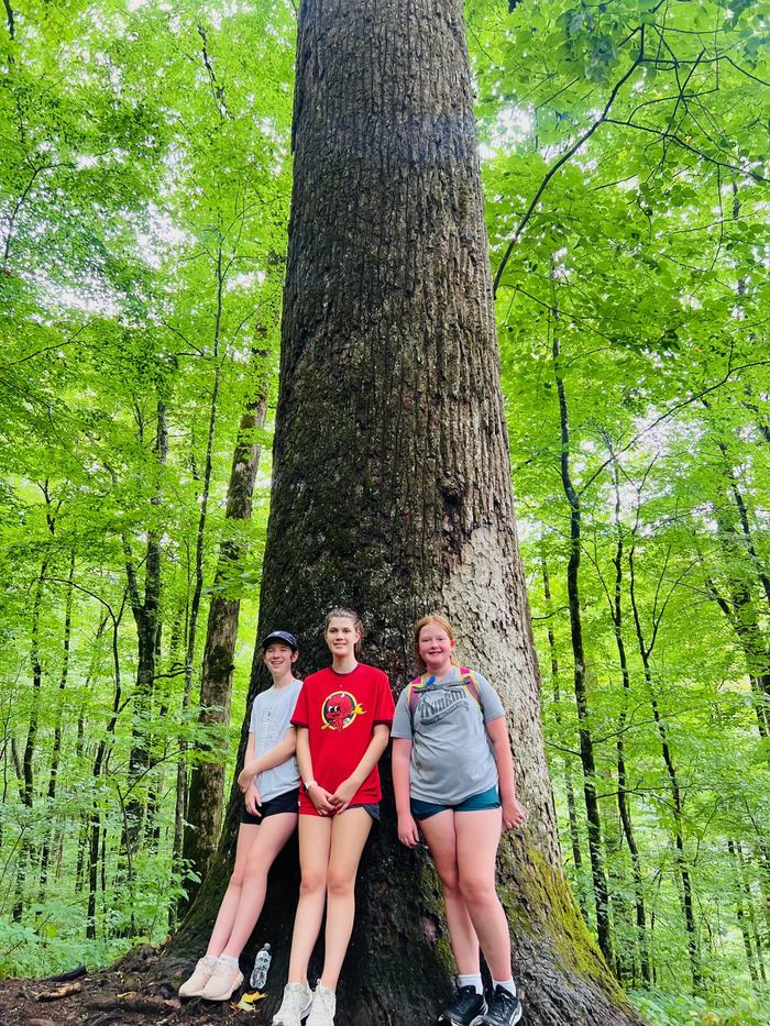 large tree