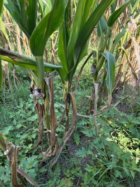 corn smut on plant