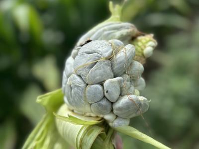 Hand holding corn ear with clustered, fused grayish kernels and corn silk