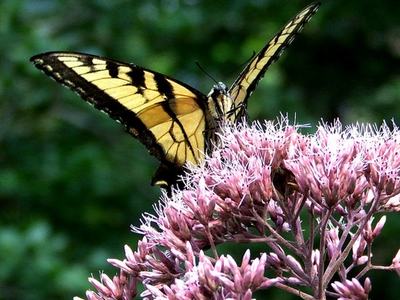 purple flower with butterfly on it