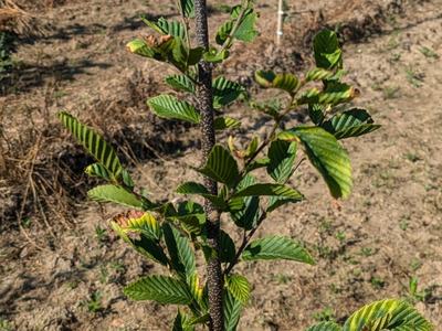 Young sapling with corrugated green leaves and speckled dark stem in dry soil