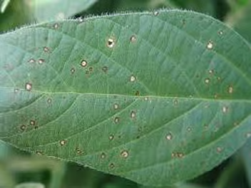 Leaf spot 