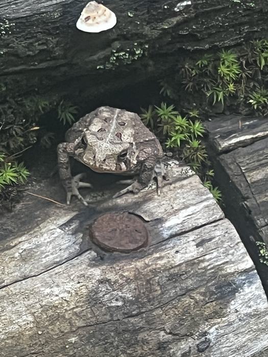 Frog