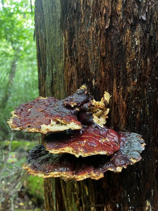Mushroom