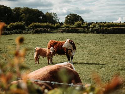 cows