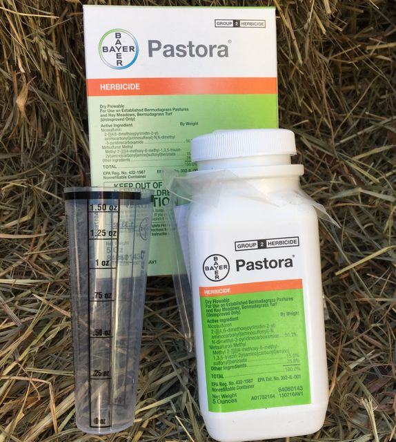Pastora