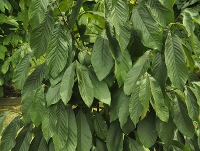 Tall shrub with many elongated green leaves in a garden bed with label and tile