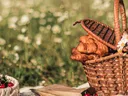 picnic