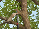 Using a pole pruner on a broke limb.