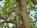 Using a pole pruner on a broke limb.