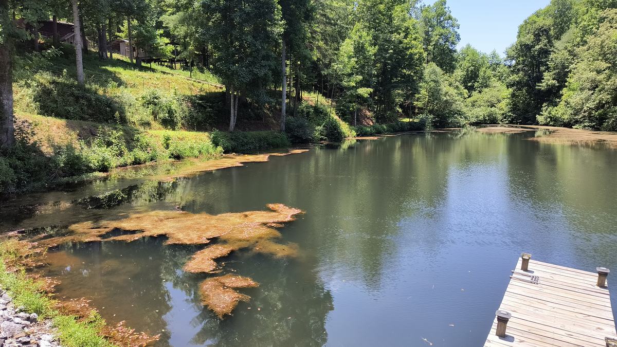 weeds in a pond