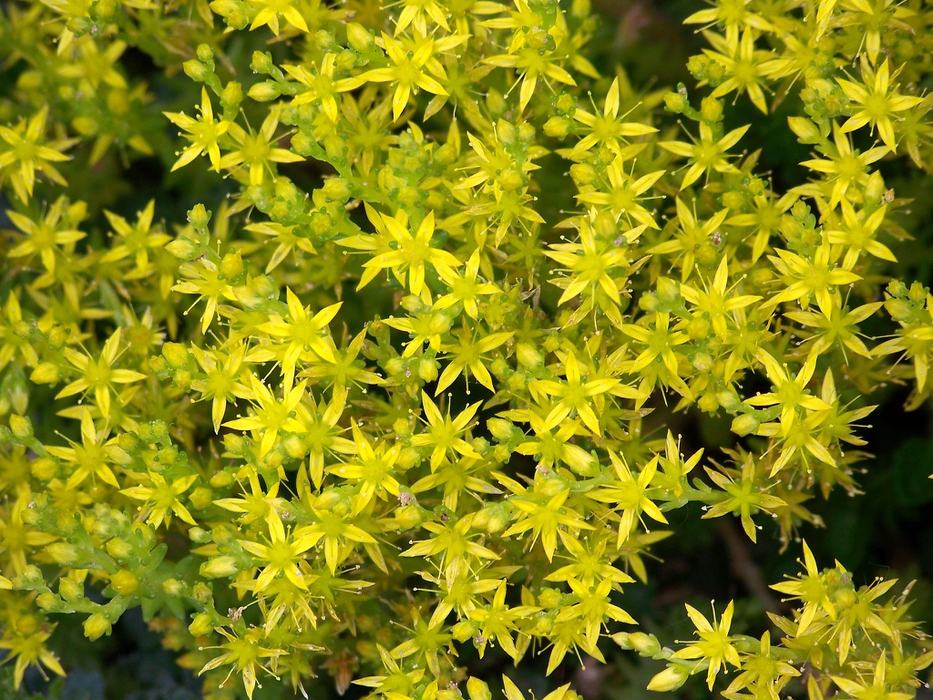 Cluster of small yellow star-shaped sedum flowers