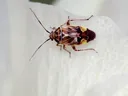 small bug on leaf