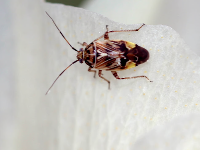 small bug on leaf