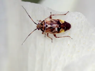 small bug on leaf